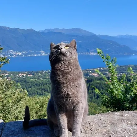 Il Gattonero Arcumeggia
