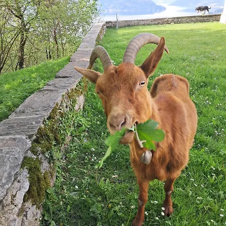 Il Gattonero